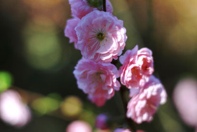 Close-up of pink cherry blossom