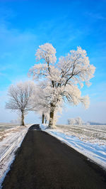 Road amidst bare trees against blue sky