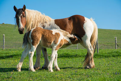 Horse grazing on field