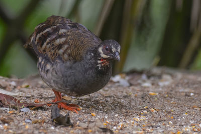 Close-up of pigeon