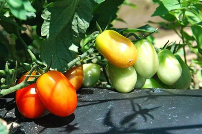 Close-up of fresh tomatoes