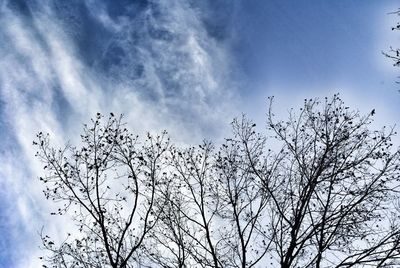 Low angle view of bare tree against sky