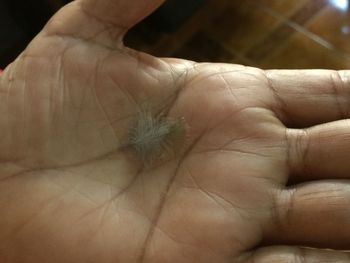 Close-up of hand holding flower