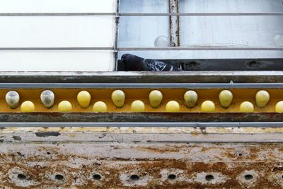 Close-up of yellow flowers
