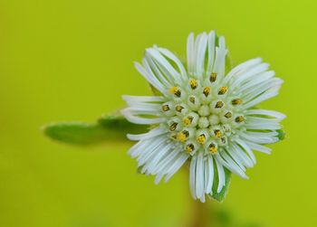 Close-up of flower over white background