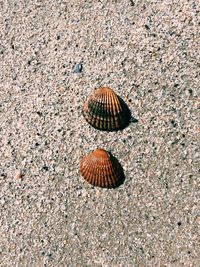 High angle view of shell on sand