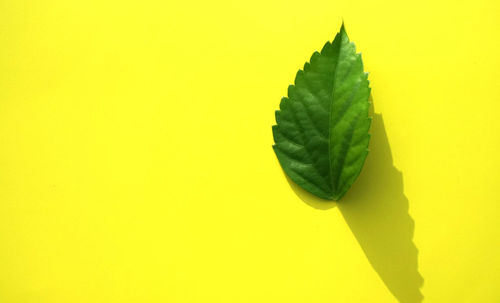 Close-up of yellow leaf