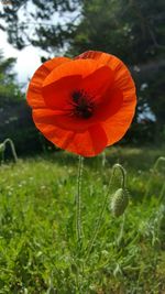 Close-up of orange poppy blooming on field