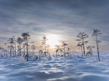 Trees on snow covered landscape against sky during sunset