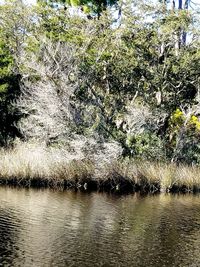 Scenic view of lake in forest