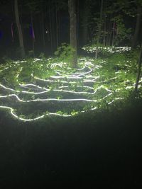 Scenic view of grass and trees at night