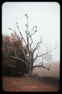 Bare tree on field against clear sky