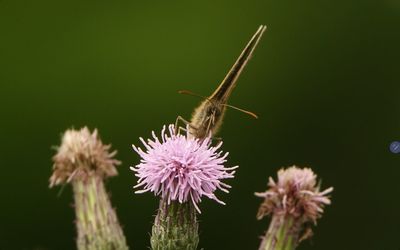 Close-up of insect on purple flower