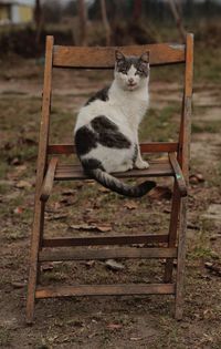 Cat sitting on wooden seat