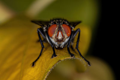 Macro shot of fly on leaf