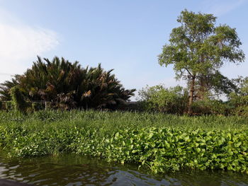 Plants growing on field by lake against sky