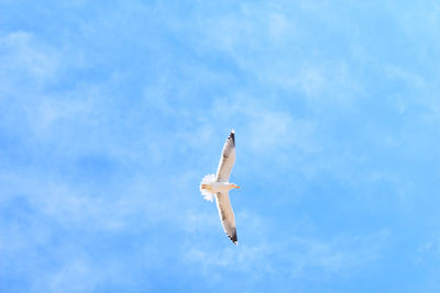 Low angle view of airplane flying in sky