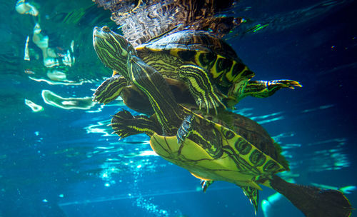 Close-up of fish swimming in sea