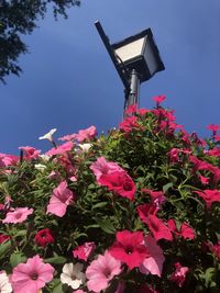 Low angle view of pink flowering plants against sky