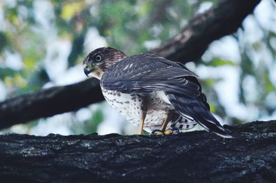 Close-up of bird perching on tree