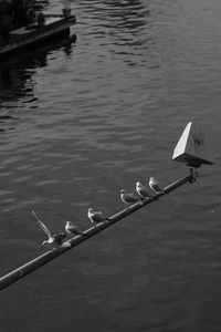 High angle view of birds on lake