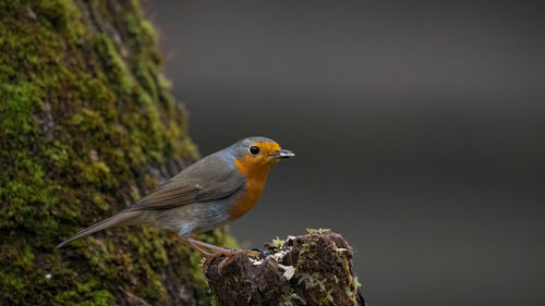 Close-up of bird perching on rock