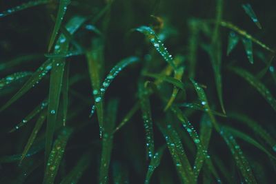 Full frame shot of wet grass during rainy season