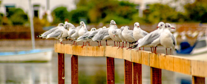 Close-up of birds perching