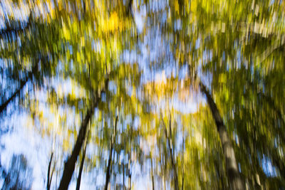 Low angle view of plants against trees