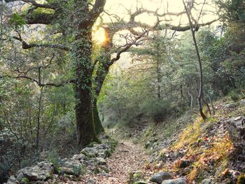 View of trees in forest