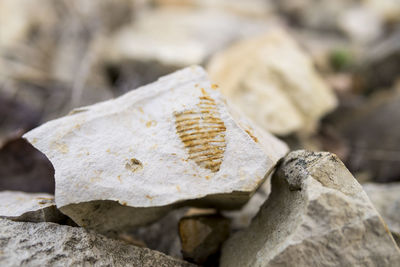 Close up of fossil found next to limestone outcrop near solec kujawski in poland