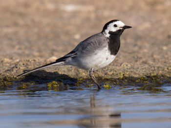 Close-up of seagull perching on a lake