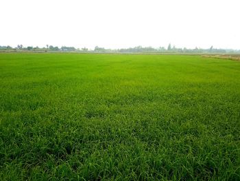 Scenic view of field against clear sky