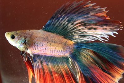 Close-up of fish swimming in sea