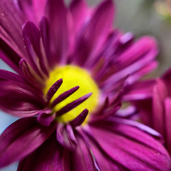 Close-up of pink flower