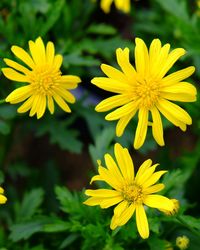 Close-up of yellow flowers blooming outdoors