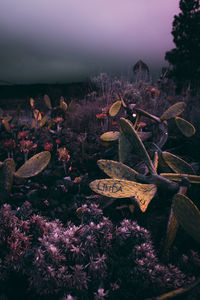 High angle view of flowering plants on field against sky