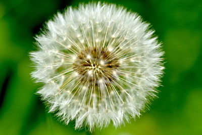 Close-up of dandelion flower