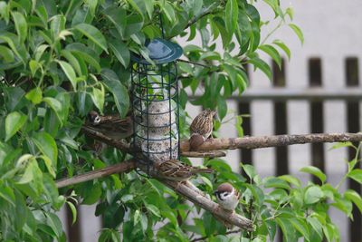 Bird perching on a tree