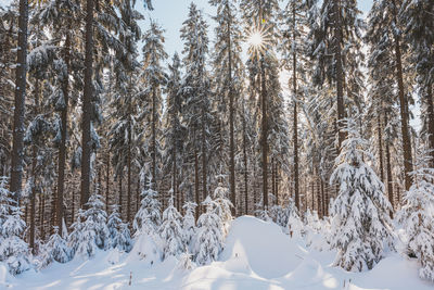 Trees in forest during winter