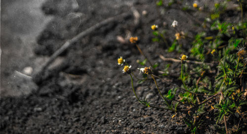 High angle view of insect on plant