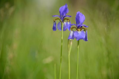 Close-up of purple iris flowering plant