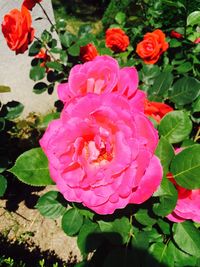 Close-up of pink rose