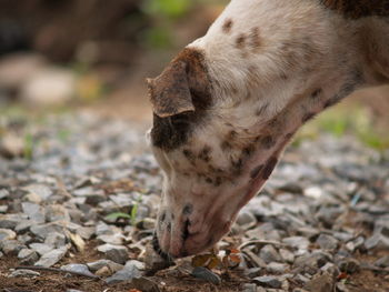 Close-up of a dog on field