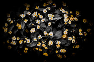 Close-up of yellow flowers blooming outdoors