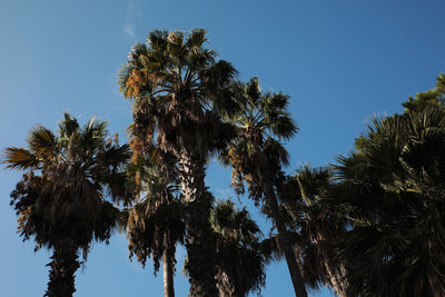 Low angle view of coconut palm trees against clear blue sky