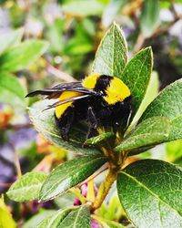 Close-up of butterfly pollinating on flower