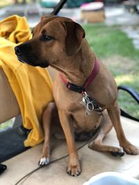 Close-up of dog looking away