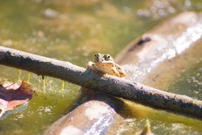 Close-up of frog on lake