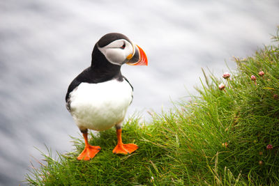 View of bird on land